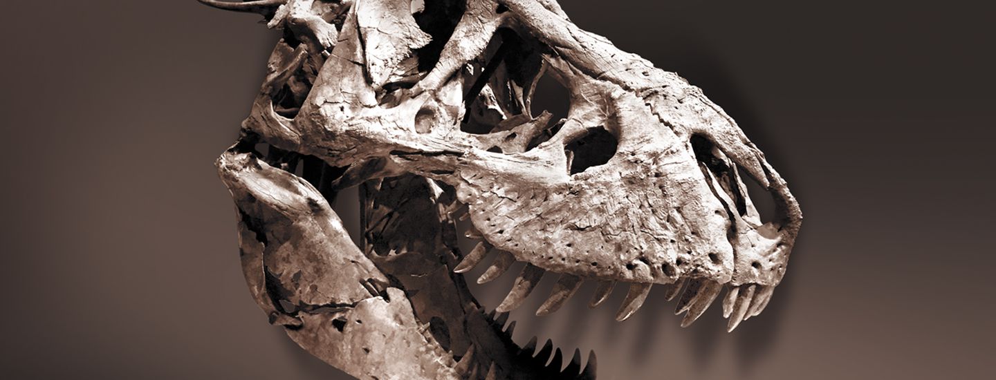 Photo du crâne du T-rex